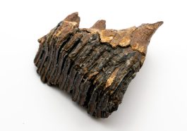 mammoth tusk patterns
